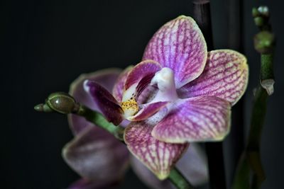 Close-up of flower against black background