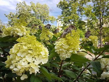 Close-up of white flowers blooming on tree