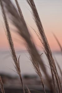 Close-up of stalks against sunset