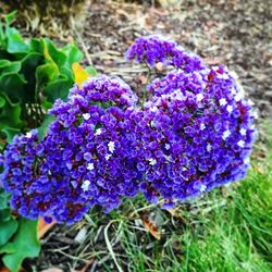 Close-up of purple flowers blooming