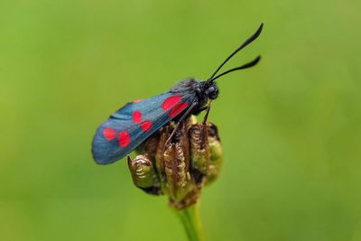 Close-up of insect on flower