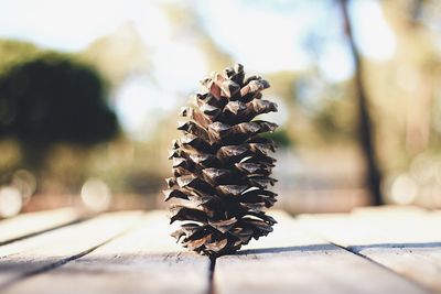 Close-up of tree