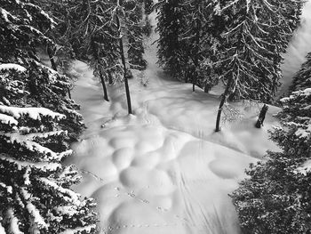 Trees in forest during winter