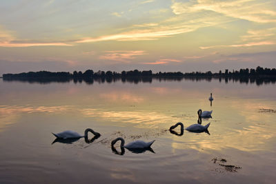 Birds swimming in lake against sky during sunset