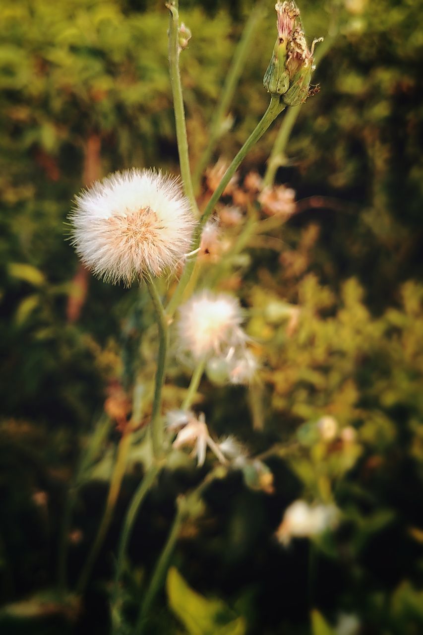 CLOSE-UP OF DANDELION ON FIELD