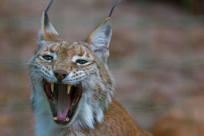 Close-up of a cat