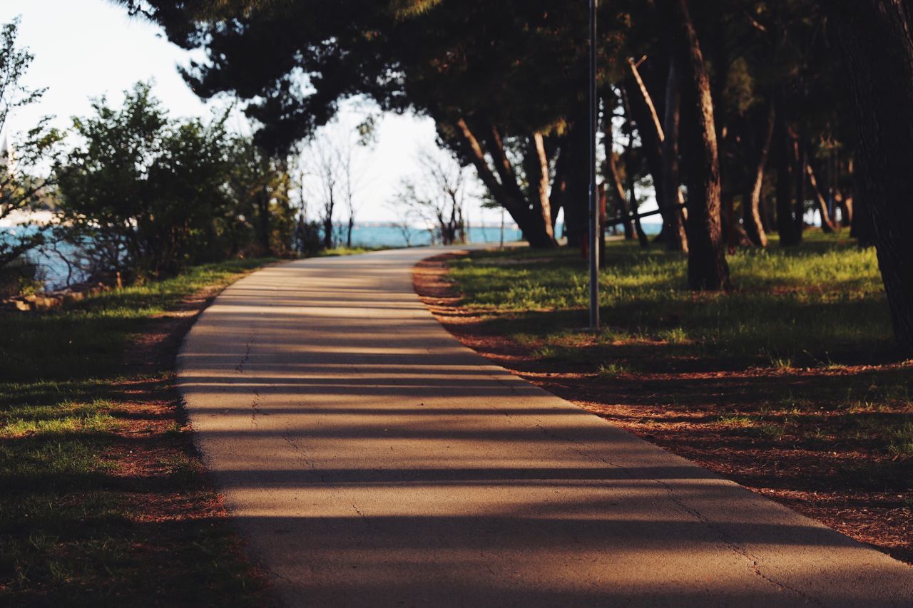 tree, plant, direction, the way forward, nature, shadow, sunlight, tranquility, footpath, transportation, no people, growth, road, land, day, diminishing perspective, tranquil scene, outdoors, beauty in nature, grass, long, treelined, surface level