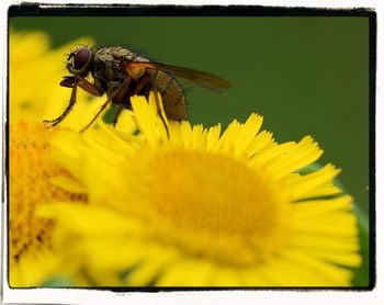 Close-up of insect on yellow flower