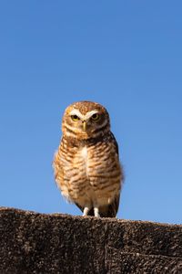 Low angle view of owl against clear sky