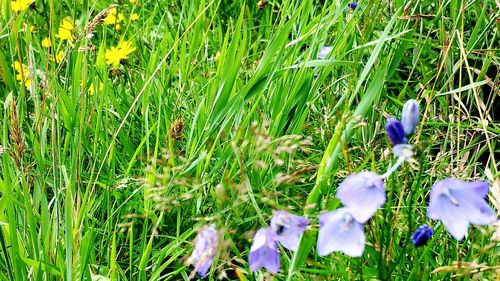 Close-up of purple flowers blooming in field