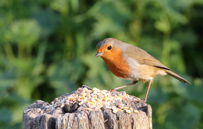 Close-up of robin perching outdoors