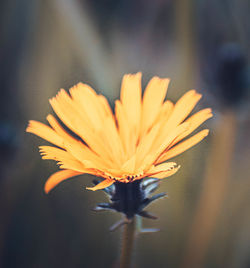 Close-up of orange flower against blurred background