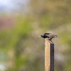 Isolated bird starling, sturnus vulgaris standing on field ground with blured background