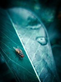 High angle view of fly on leaf