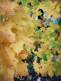 Full frame shot of yellow leaves during autumn