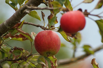 Close-up of apples on tree