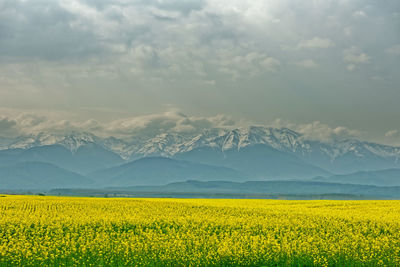 Scenic view of oilseed rape field against cloudy sky