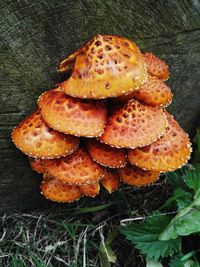 High angle view of mushrooms