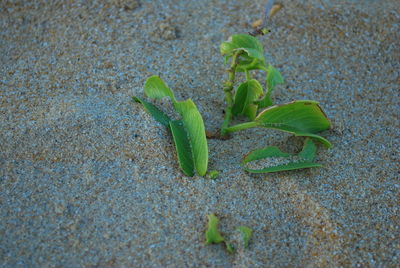 High angle view of green plant on land