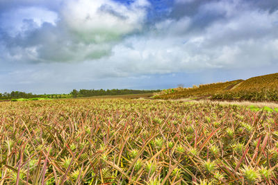 Scenic view of field against sky