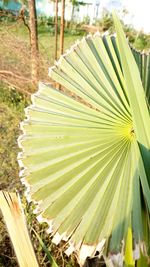 Close-up of palm leaf