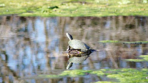 Duck swimming in lake