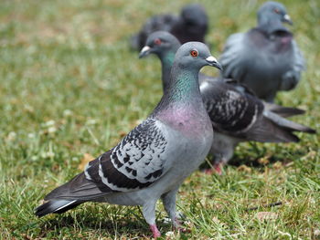 Close-up of pigeons on field