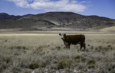 Cow on field against sky