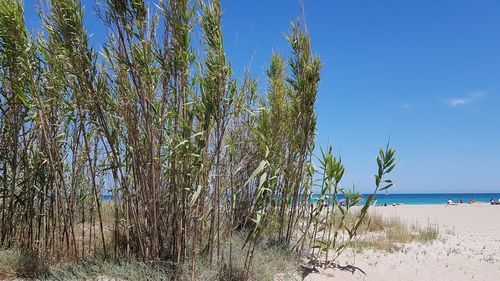 Plants growing on beach against clear blue sky