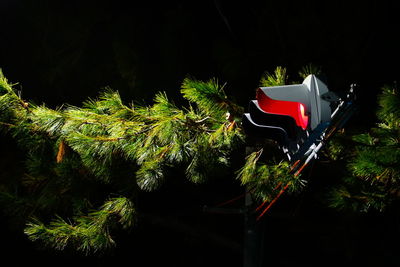 Close-up of illuminated plants against trees at night