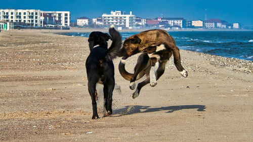 Wild dogs playing on the beach