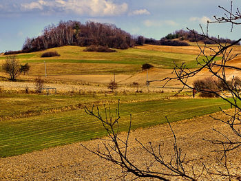 Scenic view of field against sky