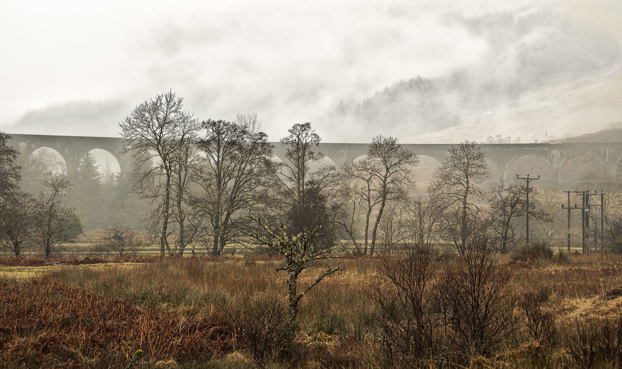 Forrest in the mist