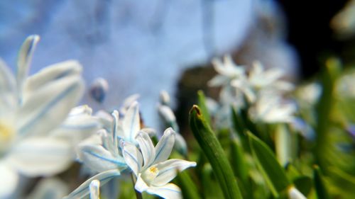 Close-up of white flowers blooming outdoors