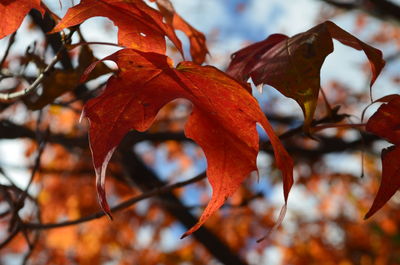 Close-up of maple leaves during autumn