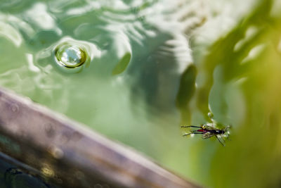 Close-up of insect on leaf