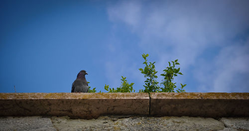 Bird perching on retaining wall against blue sky