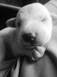 Close-up of puppy sleeping on blanket