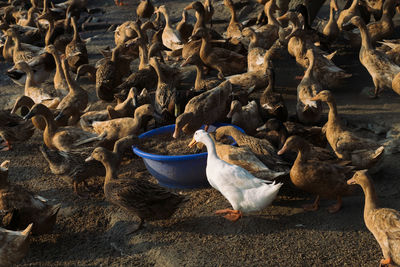 White duck in a firm with others 