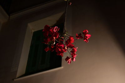 Close-up of red flowering plant against wall