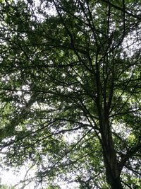 Low angle view of trees in forest