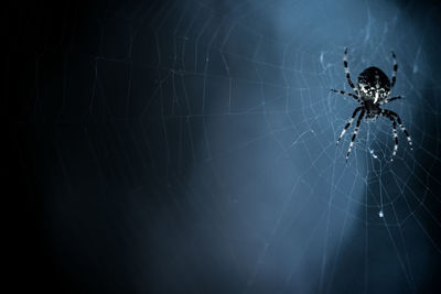 Close-up of spider on web