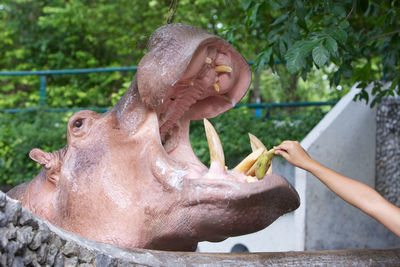 Feeding hippopotamus by hand in the zoo