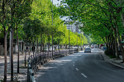 Road amidst trees in city