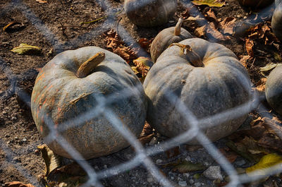 High angle view of pumpkins on field