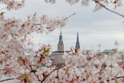 View of cherry blossom tree in front of the town hall in hamburg
