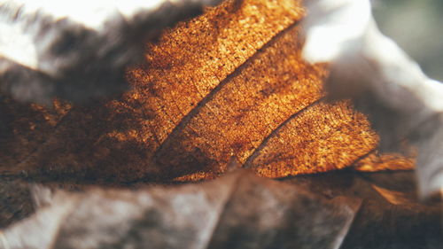 Close-up of autumnal leaves against blurred background