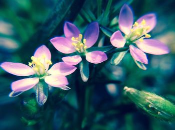 Close-up of pink flowers