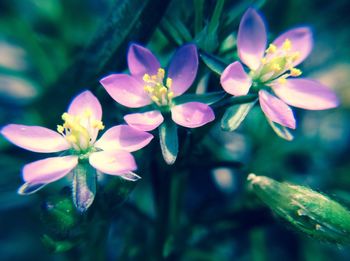 Close-up of pink flowers