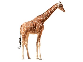 View of giraffe against white background